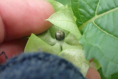 Nicandra physalodes
