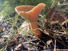 Lactarius torminosus