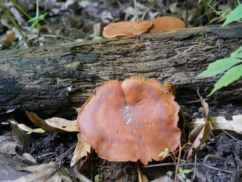 Gymnopilus