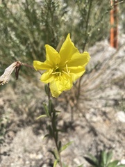 Oenothera elata