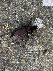 Carabus granulatus
