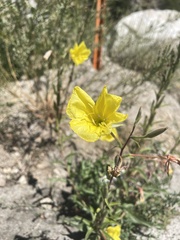 Oenothera elata