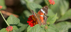Anartia amathea