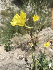 Oenothera elata