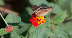 Anartia amathea