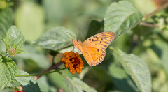 Dione vanillae maculosa