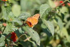 Dione vanillae maculosa