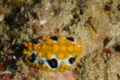 Phyllidia ocellata