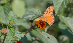 Dione vanillae maculosa