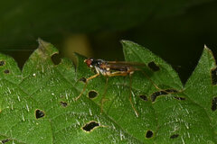 Neria commutata