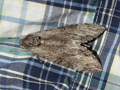 Agrius convolvuli