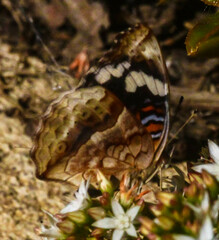 Junonia oenone