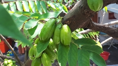 Averrhoa bilimbi