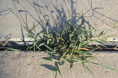 Digitaria sanguinalis