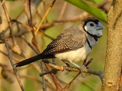 Stizoptera bichenovii
