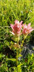 Castilleja miniata