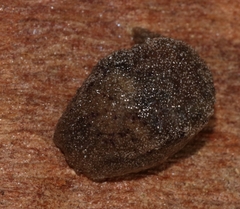 Cystopelta purpurea