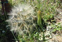 Tragopogon pratensis