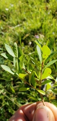 Vaccinium cespitosum