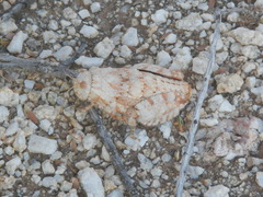 Trachypetrella anderssonii