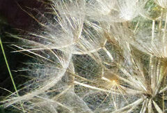 Tragopogon pratensis