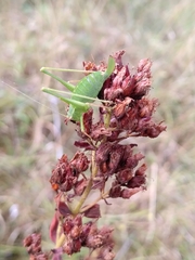 Leptophyes punctatissima