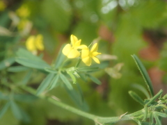 Medicago falcata