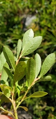Vaccinium cespitosum