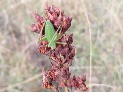 Leptophyes punctatissima