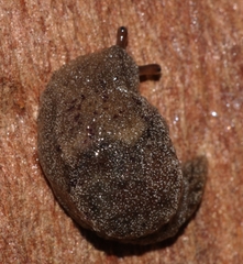 Cystopelta purpurea