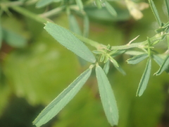Medicago falcata