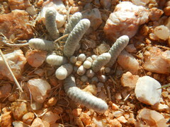 Anacampseros papyracea