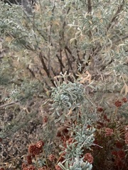 Lupinus albifrons