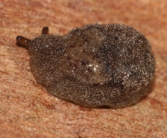 Cystopelta purpurea