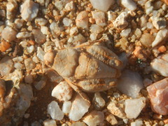 Trachypetrella anderssonii