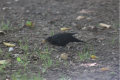 Turdus merula