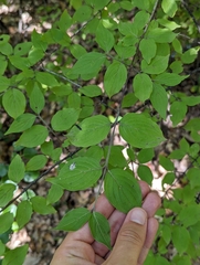 Cornus mas