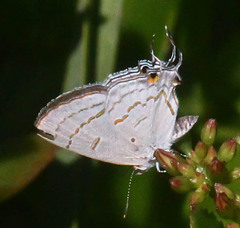 Hypolycaena philippus