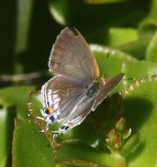Hypolycaena philippus