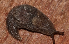 Cystopelta purpurea