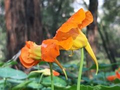 Tropaeolum majus