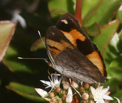 Junonia hierta