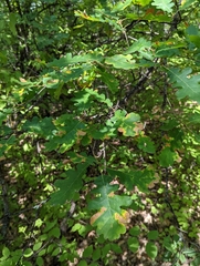 Quercus