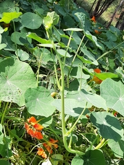 Tropaeolum majus