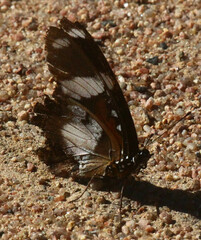 Hypolimnas misippus