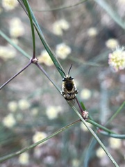 Anthophora urbana