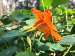 Tropaeolum majus