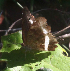 Eurytela hiarbas
