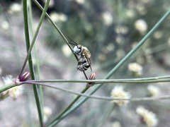 Anthophora urbana