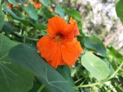 Tropaeolum majus